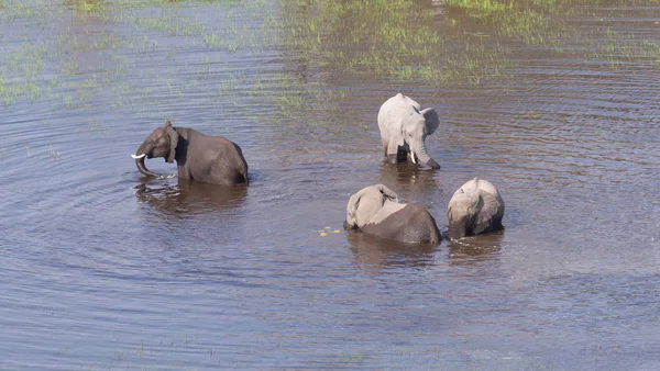 Elephants Okavango Delta Botswana Aerial Shot — Stock Photo, Image