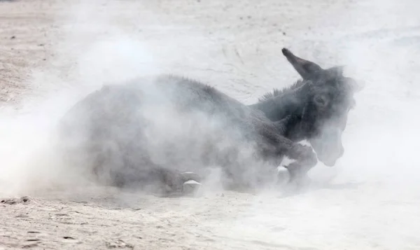 Adult donkey rolling in the sand - For fun of against itching