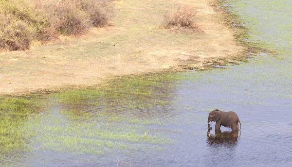 Éléphant Dans Delta Okavango Botswana Prise Vue Aérienne — Photo