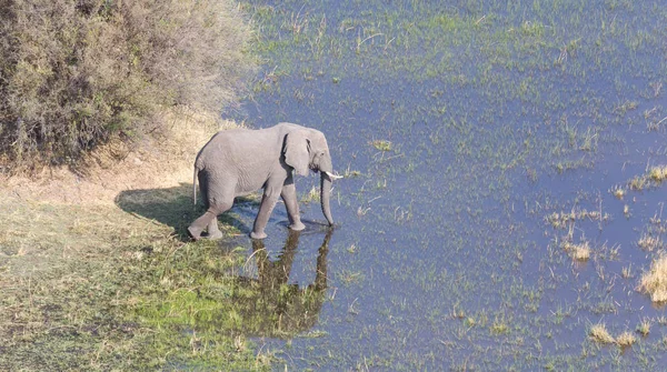 Sloní Křížení Vody Okavango Delta Botswana Letecký Snímek — Stock fotografie