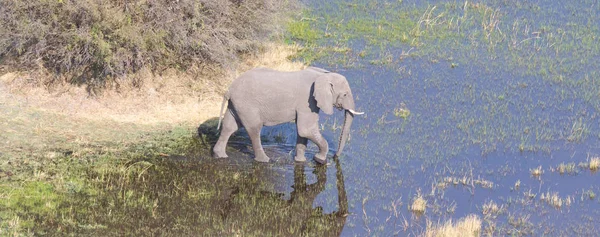 Sloní Křížení Vody Okavango Delta Botswana Letecký Snímek — Stock fotografie