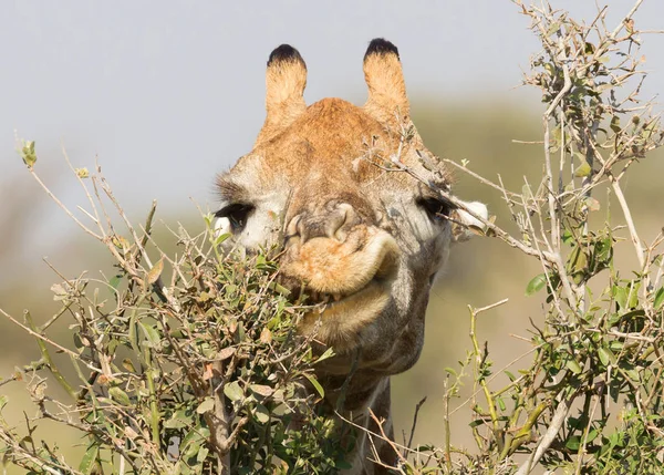 长颈鹿 Giraffa Camelopardalis 吃树上的新鲜叶子 — 图库照片