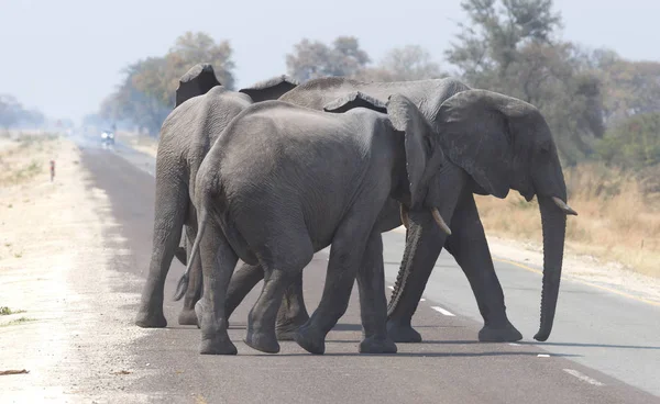 Grande Famiglia Elefanti Che Attraversa Una Strada Namibia — Foto Stock