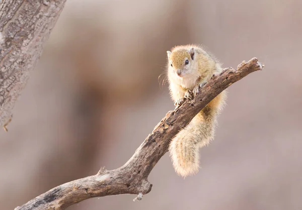 Boom Eekhoorn Paraxerus Cepapi Zittend Een Boom Botswana — Stockfoto