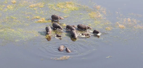 Αεροφωτογραφία Της Ιπποπόταμος Amphibius Hippopotamus Μέσα Στο Νερό Οκαβάνγκο Μποτσουάνα — Φωτογραφία Αρχείου