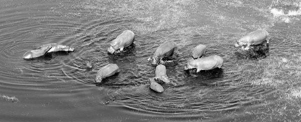 Aerial View Hippopotamus Hippopotamus Amphibius Water Okavango Botswana — Stock Photo, Image