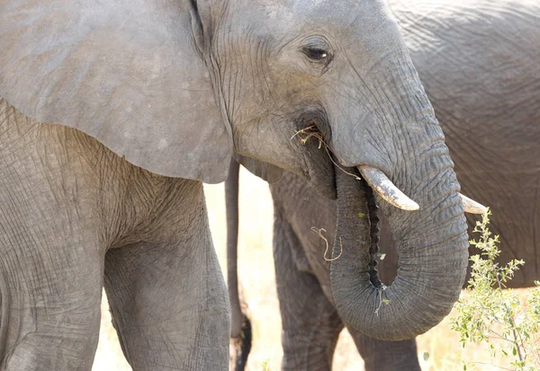 Elefante Africano Loxondota Africana Comiendo Primer Plano Namibia — Foto de Stock