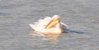 Pembe Pelikan (Pelecanus rufescens) Makgadikgadi, Botsvana