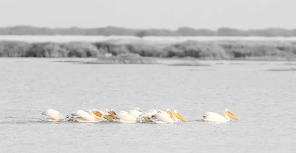 Różowe Pelikany Pelecanus Rufescens Makgadikgadi Botswana — Zdjęcie stockowe