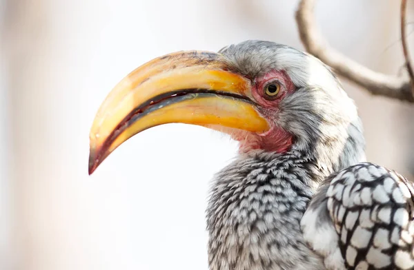 Hornbill Amarelo Faturado Sul Tockus Leucomelas — Fotografia de Stock