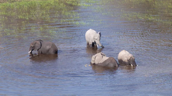 大象在奥卡万戈三角洲 博茨瓦纳 空中射击 — 图库照片