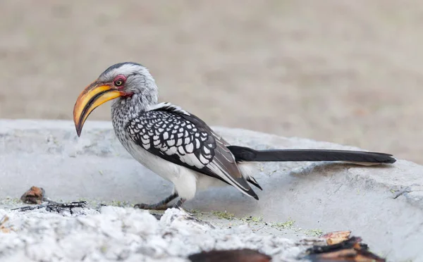 Południowej Żółtodzioba Hornbill Tockus Leucomelas Poszukując Pokarmu — Zdjęcie stockowe