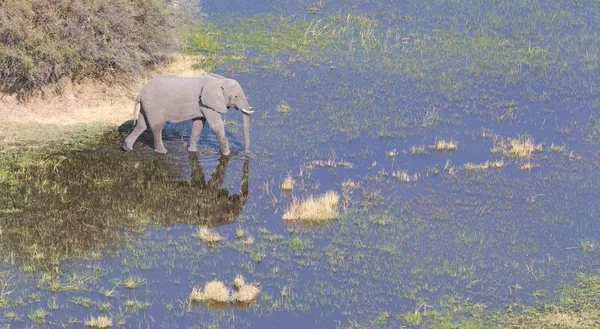 Sloní Křížení Vody Okavango Delta Botswana Letecký Snímek — Stock fotografie