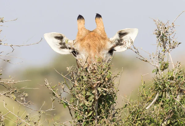 长颈鹿 Giraffa Camelopardalis 吃树上的新鲜叶子 — 图库照片