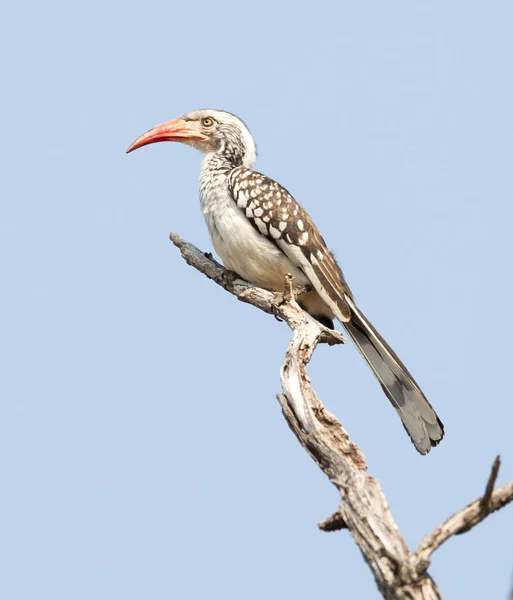 Czerwony Rozliczane Hornbill Tockus Erythrorhynchus Drzewie — Zdjęcie stockowe