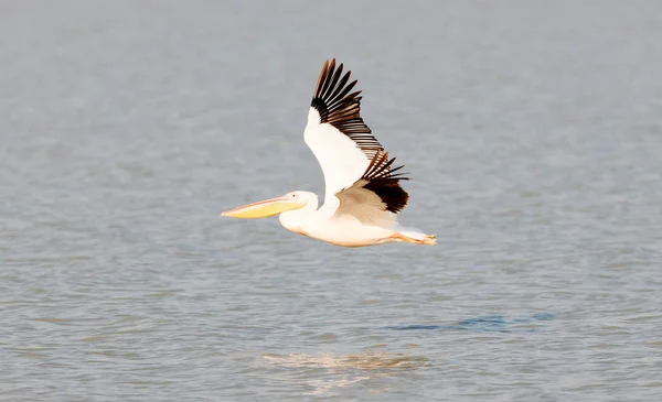 Pink Pelican Pelecanus Rufescens Makgadikgadi Botswana — Stock Photo, Image