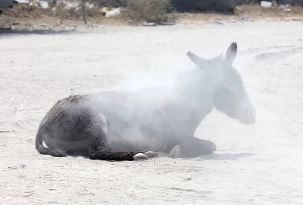 Adult donkey rolling in the sand - For fun of against itching