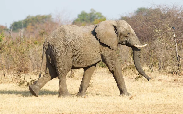 Elefante Africano Luce Dorata Namibia — Foto Stock