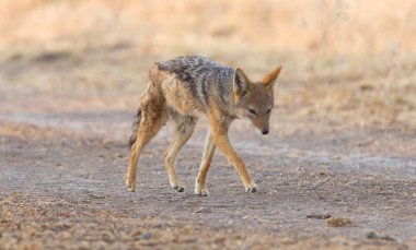 Siyah çakal (Canis mesomelas) Kalahari, Botswana yürüyüş destekli
