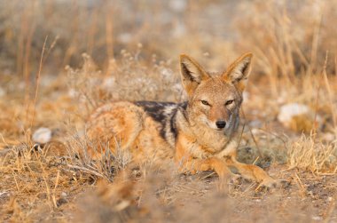 Siyah çakal (Canis mesomelas) sabah güneşin Kalahari, Botsvana destekli