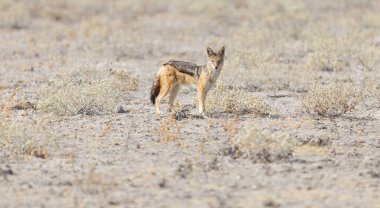 Siyah çakal (Canis mesomelas) Kalahari, Botswana yürüyüş destekli