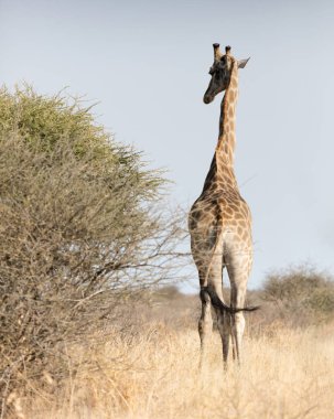 Kalahari - Botsvana tek yetişkin zürafa