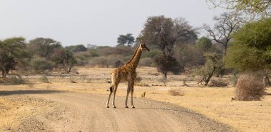 Namibya tek genç zürafa (zürafa zürafa)