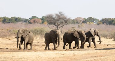 Grup bir ziyarette200 (Namibya Afrika fil)