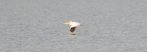 Pelikan Różowy Pelecanus Rufescens Makgadikgadi Botswana — Zdjęcie stockowe