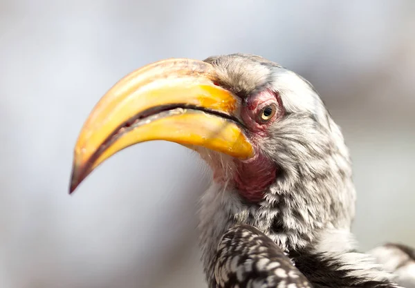 Hornbill Amarelo Faturado Sul Tockus Leucomelas — Fotografia de Stock