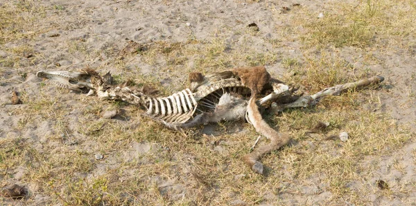Cadáver Burro Botswana Concepto Hambruna —  Fotos de Stock