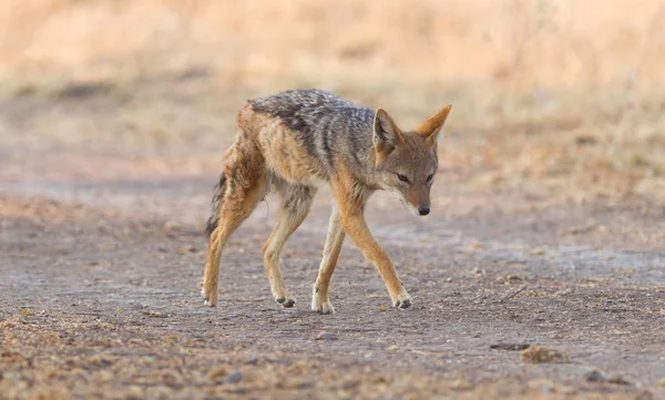 Fekete Hátú Sakál Canis Mesomelas Séta Kalahári Sivatagban Botswana — Stock Fotó