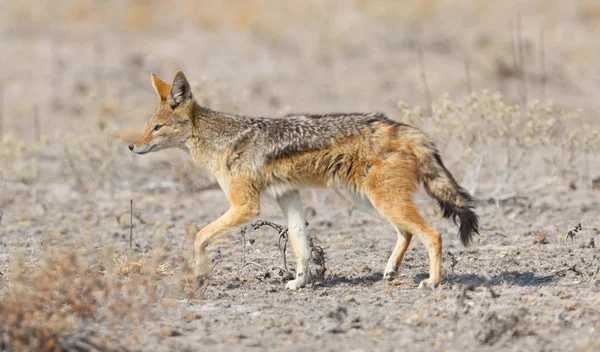 Chacal Apoiado Preto Canis Mesomelas Andando Kalahari Botsuana — Fotografia de Stock