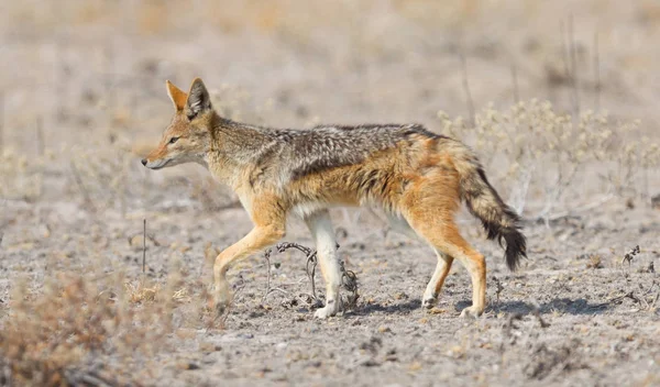 Fekete Hátú Sakál Canis Mesomelas Séta Kalahári Sivatagban Botswana — Stock Fotó