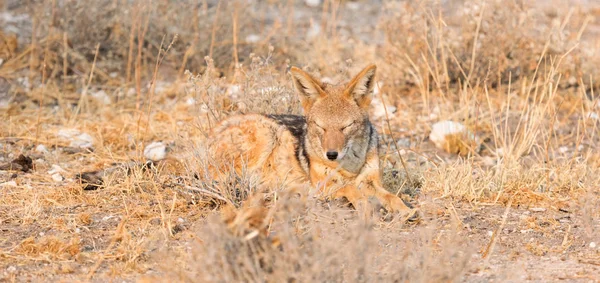 Schwarzrückenschakal Canis Mesomelas Der Morgensonne Kalahari Botswana — Stockfoto