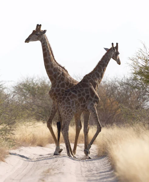 Dos Jirafas Bloqueando Camino Kalahari Botswana —  Fotos de Stock