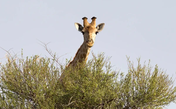 Jeden Dospělý Žirafa Kalahari Botswana — Stock fotografie