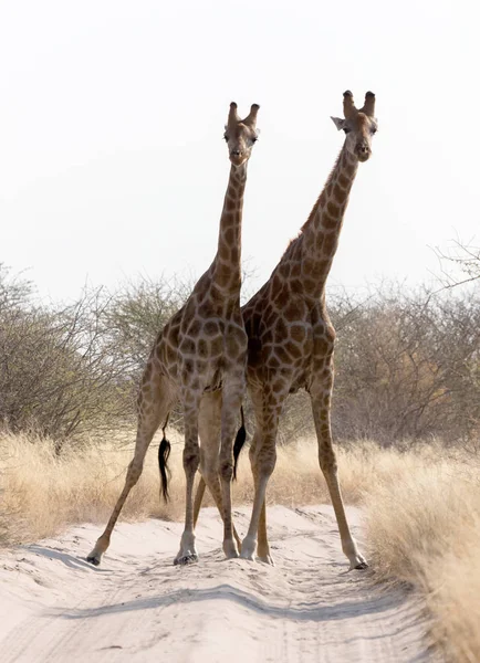 Dos Jirafas Bloqueando Camino Kalahari Botswana —  Fotos de Stock