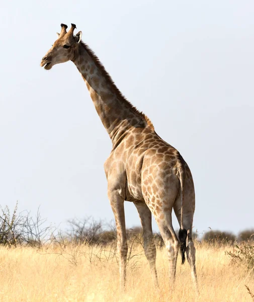 Одинокий Взрослый Жираф Калахари Ботсвана — стоковое фото