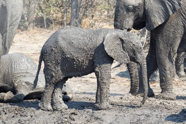 Ternero Elefante Tomando Baño Lodo Moremi Botswana — Foto de Stock