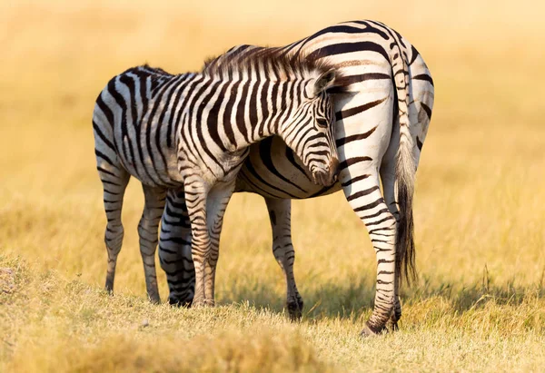 Llanuras Cebra Equus Quagga Con Los Jóvenes Naturaleza Herbácea Sol —  Fotos de Stock