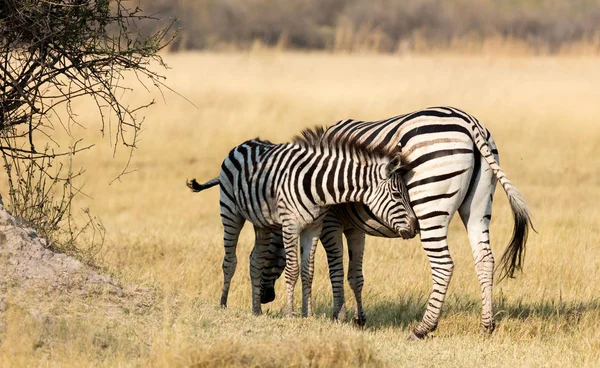 Akşam Güneşi Botsvana Genç Çimenli Doğada Ile Ovaları Zebra Equus — Stok fotoğraf
