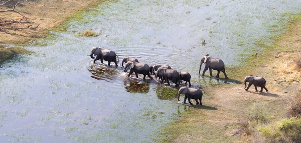 Olifant Familie Kruising Water Okavango Delta Botswana Luchtfoto — Stockfoto