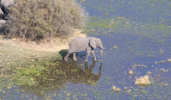 Слон Пересекает Воду Дельте Окаванго Ботсвана Снимок Воздуха — стоковое фото
