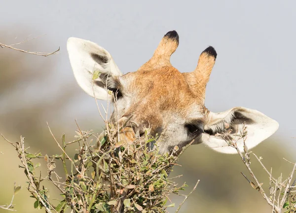 Giraffe Giraffa Camelopardalis Eating Fresh Leaves Tree — Stock Photo, Image