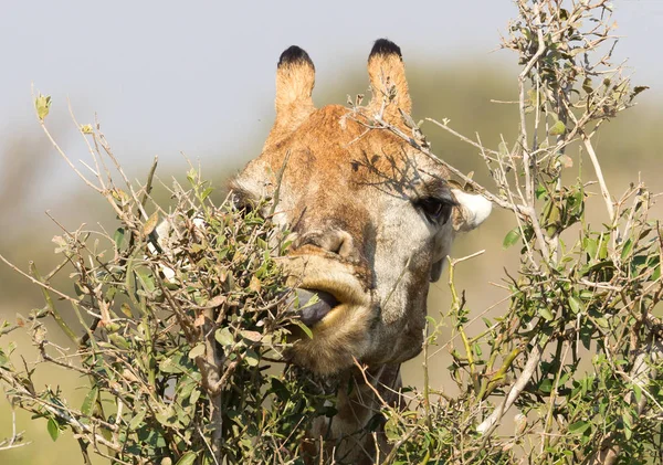 长颈鹿 Giraffa Camelopardalis 吃树上的新鲜叶子 — 图库照片