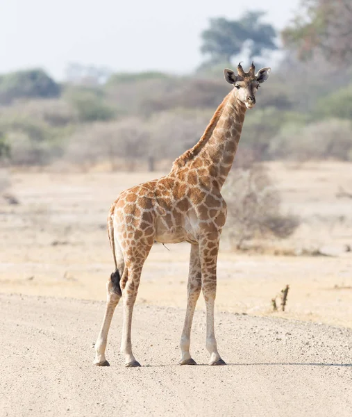 Jeune Girafe Célibataire Giraffa Camelopardalis Namibie — Photo