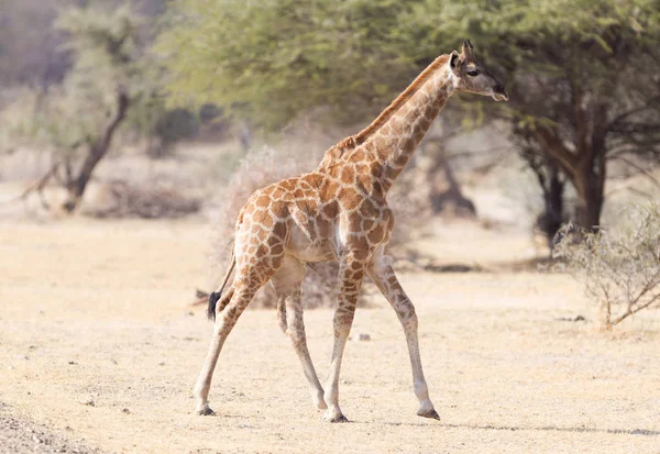 Jeune Girafe Célibataire Giraffa Camelopardalis Namibie — Photo