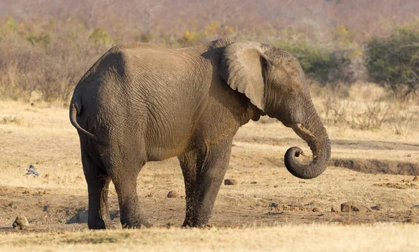 Elefante Africano Loxodonta Africana Una Pozza Acqua Namibia — Foto Stock