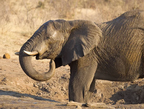 Elefante Africano Loxodonta Africana Buraco Água Namíbia — Fotografia de Stock